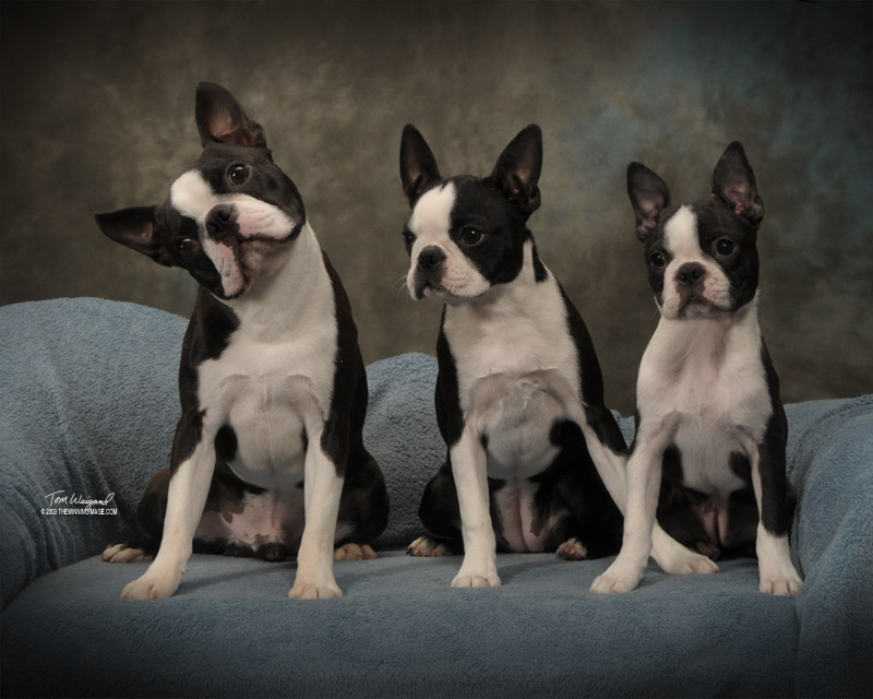 Circle J's Boston Terriers Breeder Puppy For Sale Breeding Puppies Show